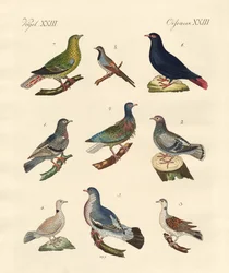 Different kinds of pigeons