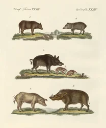 Different Kinds of Pigs