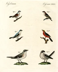 Different Kinds of Shrikes