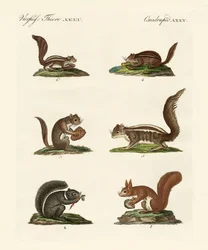 Different Kinds of Squirrels