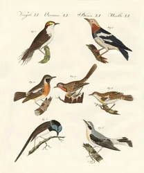 Different Kinds of Warbler