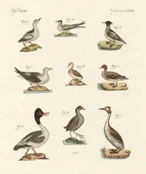 Different Kinds of Waterbirds