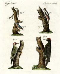 Different Kinds of Woodpecker