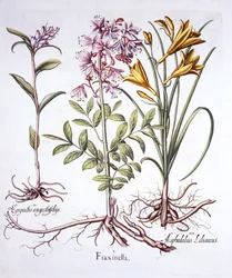 Dittany, White Helleborine and Yellow Day Lily, from Hortus Eystettensis