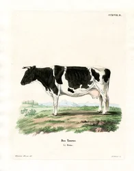 Domestic Cattle