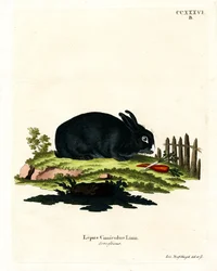 Domestic Rabbit