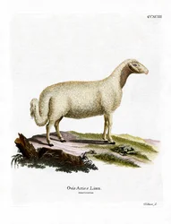 Domestic Sheep