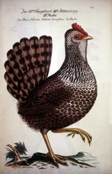 Domestic Hen - German Treatise of the 18th Century