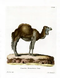 Dromedary