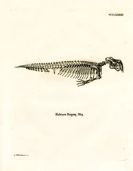 Dugong Skeleton