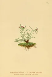 Dwarf Cudweed