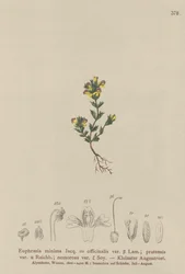 Dwarf Eyebright