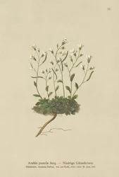 Dwarf Rockcress