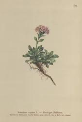 Dwarf Valerian