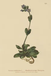 Dwarf Blue Speedwell
