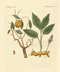 Dye Plants