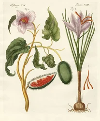 Dye Plants