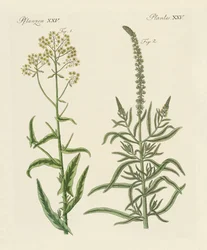 Dye Plants