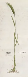 Ear of wheat, from The Herbarium by Leonhart Fuchs, published in Basel, 1555