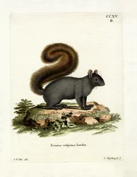 Eastern Fox Squirrel