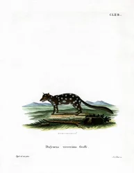 Eastern Quoll