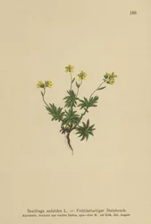 Eastern Saxifrage