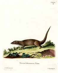 Egyptian Mongoose
