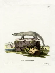 Egyptian Mongoose