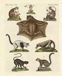 Eight Kinds of Lemurs