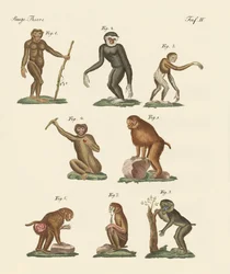 Eight Kinds of Monkeys