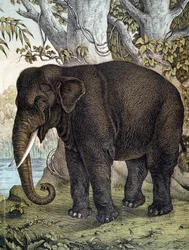 Elephant - in 