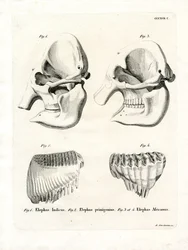 Elephant Skulls