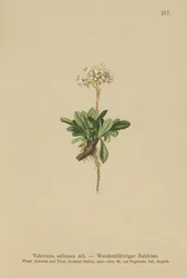 Entire Leaved Valerian