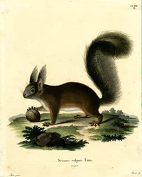 Eurasian Red Squirrel