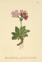 European Alpine Primrose