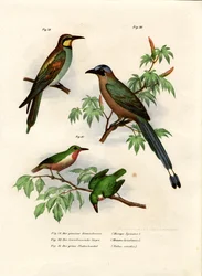 European Bee-Eater