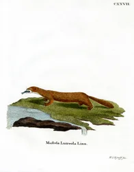 European Mink