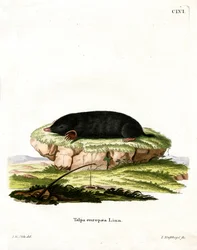 European Mole