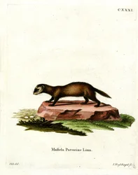 European Polecat