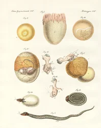 Evolution of hens, pigeons and snake from eggs