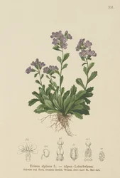 Fairy Foxglove