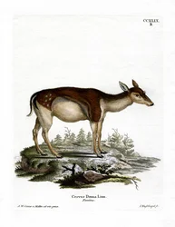 Fallow Deer
