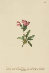 Fern-leaved Lousewort