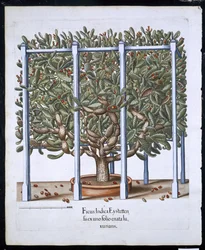 Ficus Indica Eystten from Hortus Eystettensis by Basil Besler, pub. 1613