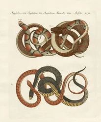 Fine-lined colubrids