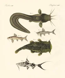 Fish from Bengali