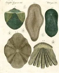 Fish Scales