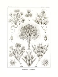 Flagellata