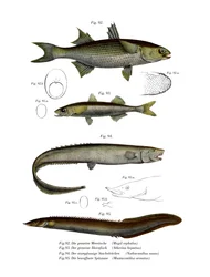 Flathead Mullet