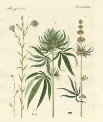 Flax and Hemp